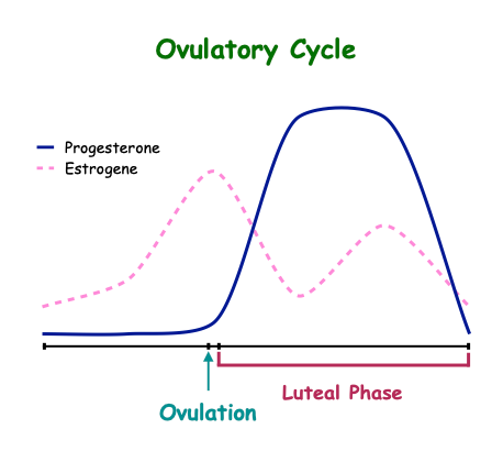 Ovulatory Cycle