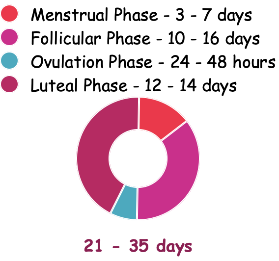 Menstrual cycle phases diagram